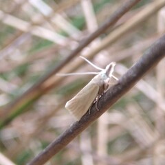 Crambus perlella