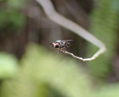 Cerotainia