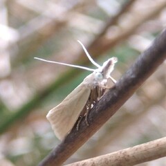 Crambus perlella