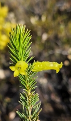 Erica viscaria
