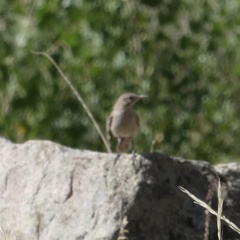 Salpinctes obsoletus