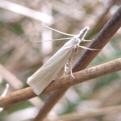 Crambus perlella