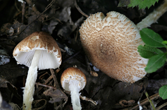 Lepiota