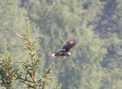 Nucifraga caryocatactes