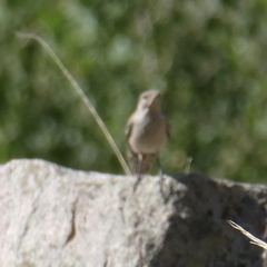 Salpinctes obsoletus