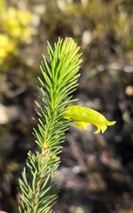 Erica viscaria