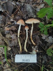 Lepiota