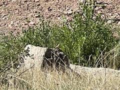 Salpinctes obsoletus