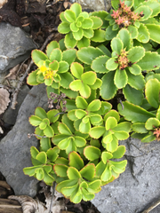 Phedimus kamtschaticus