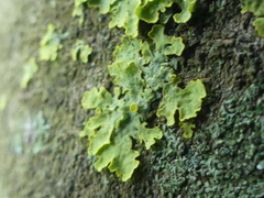 Xanthoria parietina