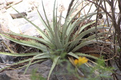 Hechtia texensis