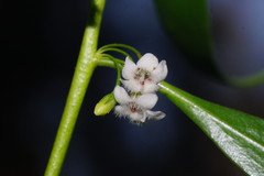 Myoporum montanum