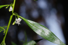 Myoporum montanum