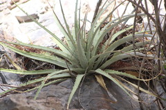 Hechtia texensis