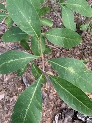 Chionanthus virginicus