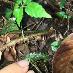 Polystichum parvipinnulum