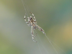Cyrtophora citricola