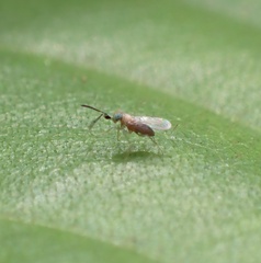 Anagyrini