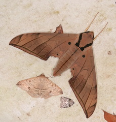 Ambulyx clavata
