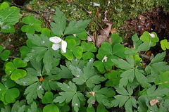 Oxalis acetosella
