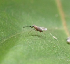 Anagyrini
