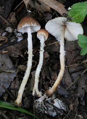 Lepiota