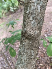 Chionanthus virginicus