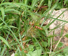 Polistes crinitus
