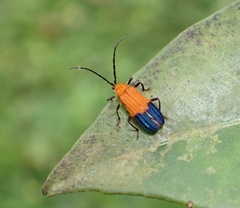 Thonalmus bicolor