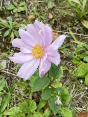 Eriocapitella hupehensis