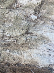 Brachyponera chinensis