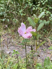 Eriocapitella hupehensis