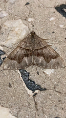 Scotopteryx moeniata