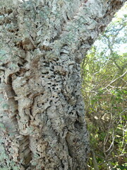 Crematogaster scutellaris