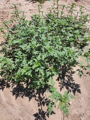 Ambrosia acanthicarpa