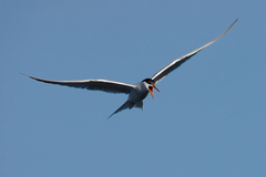Sterna hirundo