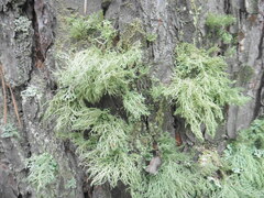 Usnea hirta