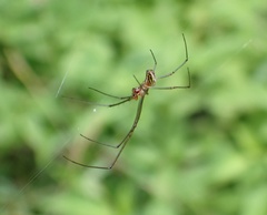 Leucauge argyra