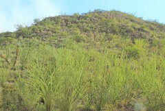 Fouquieria splendens