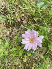 Eriocapitella hupehensis