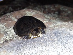 Kinosternon scorpioides