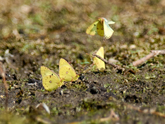 Colias hyale