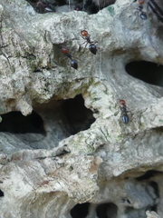 Crematogaster scutellaris