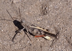 Cratypedes neglectus