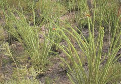 Fouquieria splendens