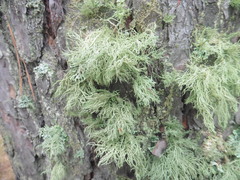 Usnea hirta