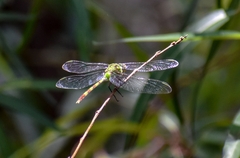 Erythemis vesiculosa