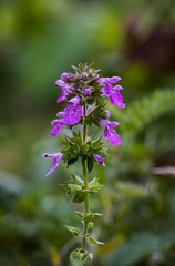 Stachys palustris