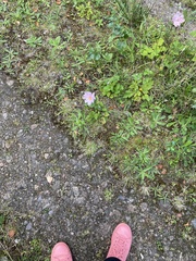 Eriocapitella hupehensis