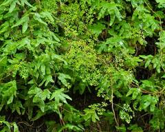 Lygodium palmatum